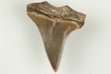 Fossil Shark (Cretodus) Tooth - Carlile Shale, Kansas #203284-1